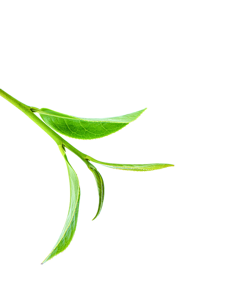 tea leaf